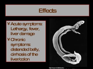 Effects Acute symptoms: Lethargy, fever, liver damage Chronic symptoms: distended belly, cirrhosis of the liver/colon http://www.mansfield.ohio-state.edu/~sabedon/black11_files/image023.jpg 