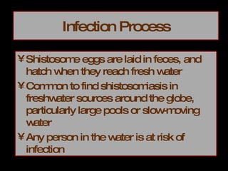 Infection Process Shistosome eggs are laid in feces, and hatch when they reach fresh water Common to find shistosomiasis in freshwater sources around the globe, particularly large pools or slow-moving water Any person in the water is at risk of infection 