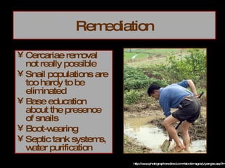Remediation Cercariae removal not really possible Snail populations are too hardy to be eliminated Base education about the presence of snails Boot-wearing Septic tank systems, water purification http://www.photographersdirect.com/stockimages/y/yangze.asp?ms=y 