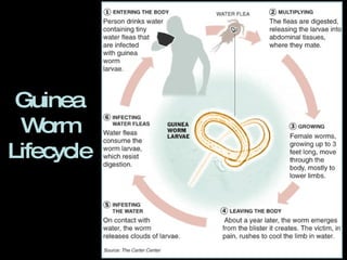 Guinea Worm Lifecycle 