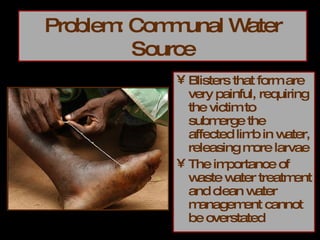 Problem: Communal Water Source Blisters that form are very painful, requiring the victim to submerge the affected limb in water, releasing more larvae The importance of waste water treatment and clean water management cannot be overstated 
