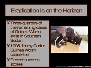 Eradication is on the Horizon Three-quarters of the remaining cases of Guinea Worm exist in Southern Sudan 1995 Jimmy Carter Guinea Worm cease-fire Recent success stories www.medgaget.com , with permission published by wikipedia.org 
