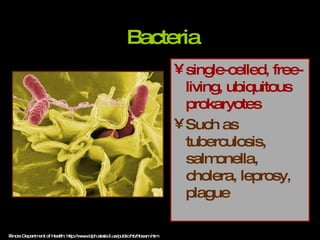 Bacteria single-celled, free-living, ubiquitous prokaryotes   Such as tuberculosis, salmonella, cholera, leprosy, plague Illinois Department of Health: http://www.idph.state.il.us/public/hb/hbsam.htm 