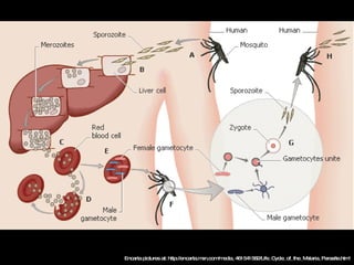 Encarta pictures at: http://encarta.msn.com/media_461541582/Life_Cycle_of_the_Malaria_Parasite.html 