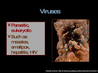 Viruses Parasitic, eukaryotic Such as measles, smallpox, hepatitis, HIV Scientific American, 1995. At: http://www.wellesley.edu/Chemistry/Chem101/hiv/HIV-1.html 