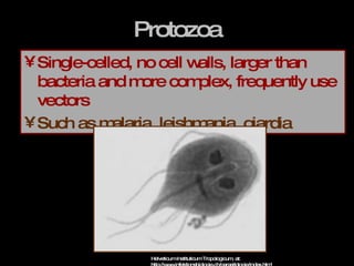 Protozoa Single-celled, no cell walls, larger than bacteria and more complex, frequently use vectors Such as malaria, leishmania, giardia Helveticum Instituticum Tropologicum, at: http://www.infektionsbiologie.ch/parasitologie/index.html 