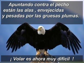 Apuntando contra el pecho  están las alas , envejecidas  y pesadas por las gruesas plumas.  ¡ Volar es ahora muy difícil  ! 