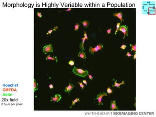 Morphology is Highly Variable within a Population 20x field 0.5  m per pixel Hoechst CMFDA Actin Model Manipulate Mine Measure 