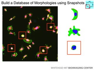 Build a Database of Morphologies using Snapshots  Model Manipulate Mine Measure 