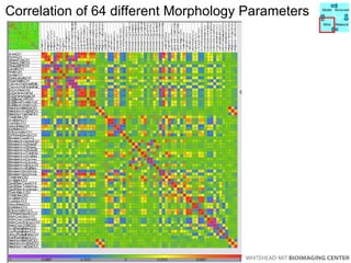 Correlation of 64 different Morphology Parameters Model Manipulate Mine Measure 