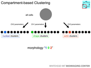 all cells Ch1 parameters Ch2 parameters Ch3 parameters morphology “ 1   0   2 ” Compartment-based Clustering shape  clusters nuclear  clusters actin  clusters Model Manipulate Mine Measure 