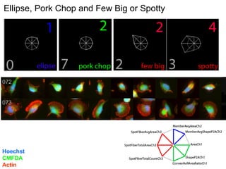 072 073 Ellipse, Pork Chop and Few Big or Spotty Hoechst CMFDA Actin 