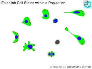 Establish Cell States within a Population Model Manipulate Mine Measure 