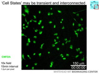‘ Cell States’ may be transient and interconnected  10x field 15min interval   1.2  m per pixel CMFDA Model Manipulate Mine Measure 
