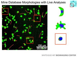 Mine Database Morphologies with Live Analyses  Model Manipulate Mine Measure 