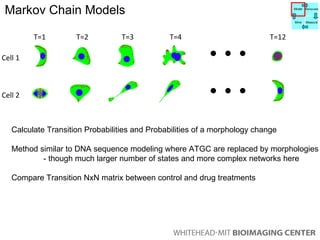 T=1 T=2 T=3 T=12 T=4 Cell 1 Cell 2 Calculate Transition Probabilities and Probabilities of a morphology change Method similar to DNA sequence modeling where ATGC are replaced by morphologies - though much larger number of states and more complex networks here Compare Transition NxN matrix between control and drug treatments Markov Chain Models Model Manipulate Mine Measure 
