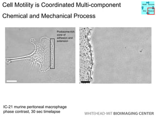 Cell Motility is Coordinated Multi-component  Chemical and Mechanical Process IC-21 murine peritoneal macrophage phase contrast, 30 sec timelapse  Podosome-rich zone of adhesion and extension Model Manipulate Mine Measure 