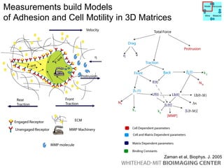 Measurements build Models  of Adhesion and Cell Motility in 3D Matrices Mhz slide Zaman et al, Biophys. J. 2005 Model Manipulate Mine Measure 