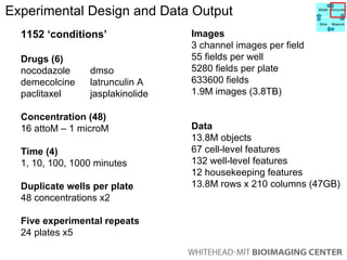 Experimental Design and Data Output  1152 ‘conditions’ Drugs (6) nocodazole  dmso demecolcine  latrunculin A paclitaxel  jasplakinolide   Concentration (48) 16 attoM – 1 microM Time (4) 1, 10, 100, 1000 minutes Duplicate wells per plate 48 concentrations x2 Five experimental repeats 24 plates x5 Images 3 channel images per field  55 fields per well 5280 fields per plate 633600 fields  1.9M images (3.8TB) Data 13.8M objects  67 cell-level features  132 well-level features 12 housekeeping features 13.8M rows x 210 columns (47GB) Model Manipulate Mine Measure 