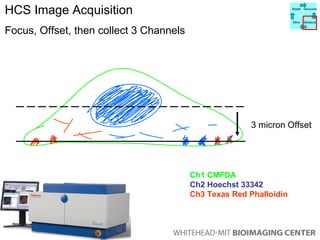 HCS Image Acquisition Focus, Offset, then collect 3 Channels 3 micron Offset Ch1 CMFDA Ch2 Hoechst 33342 Ch3 Texas Red Phalloidin Model Manipulate Mine Measure 