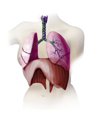 Lungs & Diaphragm