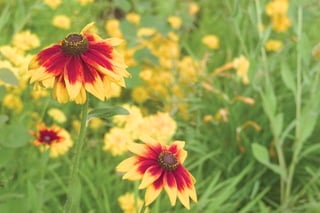 Flowers In A Field