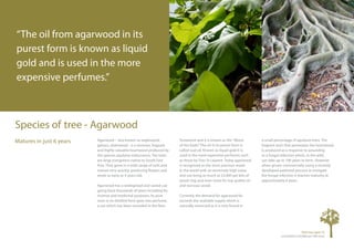 “The oil from agarwood in its
purest form is known as liquid
gold and is used in the more
expensive perfumes.”



Species ...