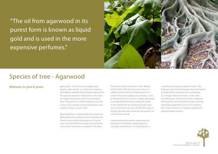 Forestry Investment Brochure