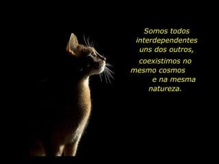 Somos todos interdependentes uns dos outros, coexistimos no mesmo cosmos  e na mesma natureza. 