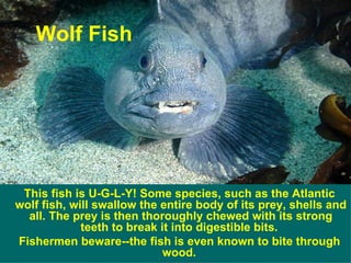 Freaky Fish Top 20 | PPS
