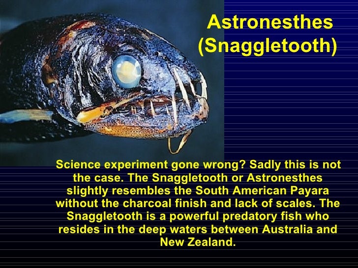 Fish dissection lab report conclusion picture