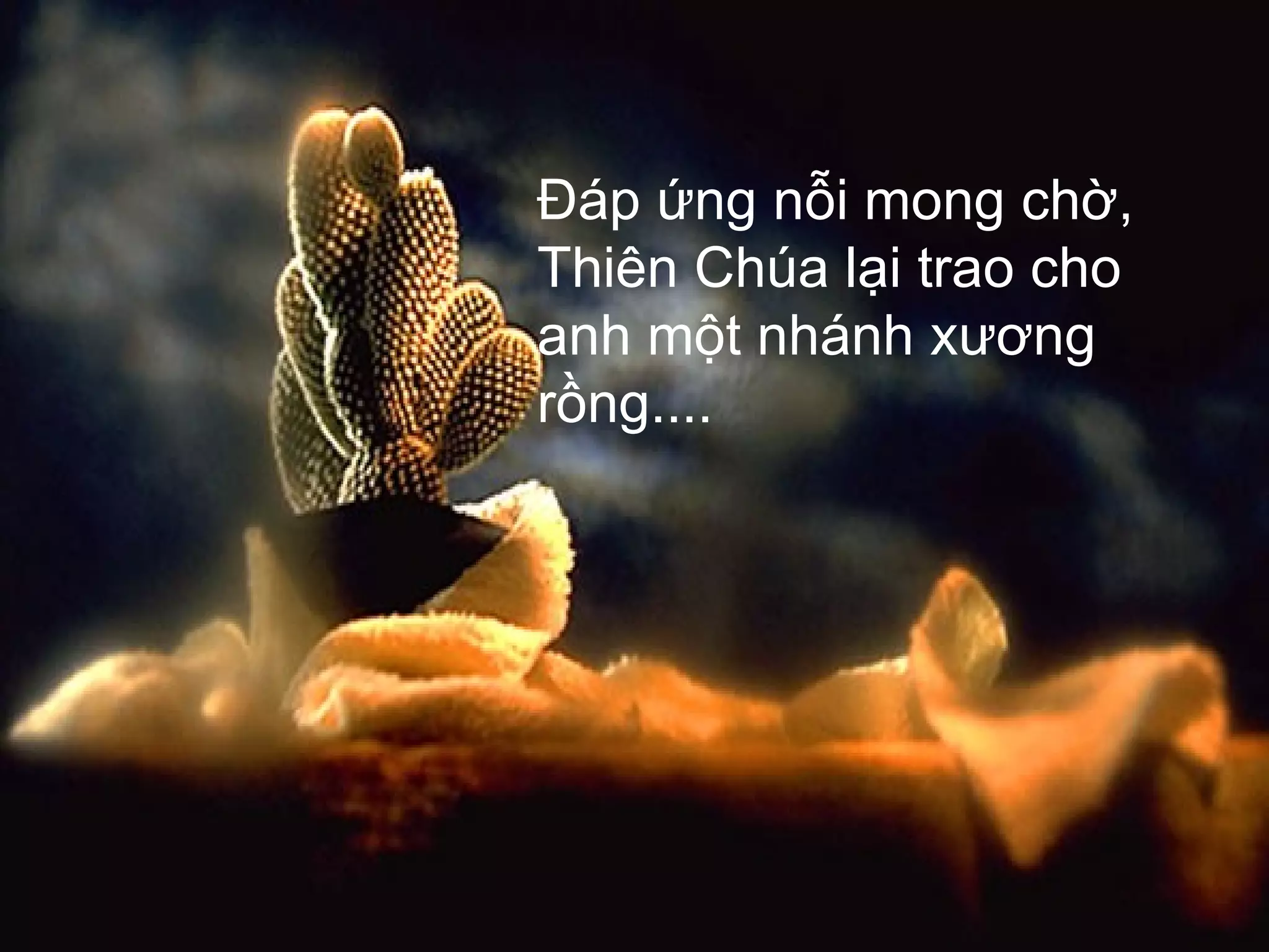 Đáp ứng nỗi mong chờ, Thiên Chúa lại trao cho anh một nhánh xương rồng.... 