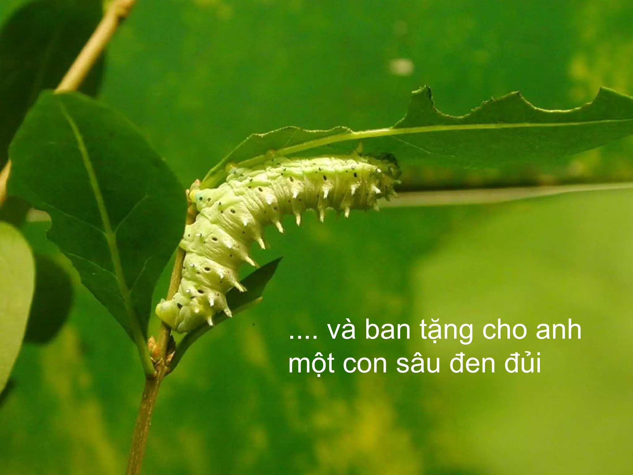 .... và ban tặng cho anh một con sâu đen đủi 