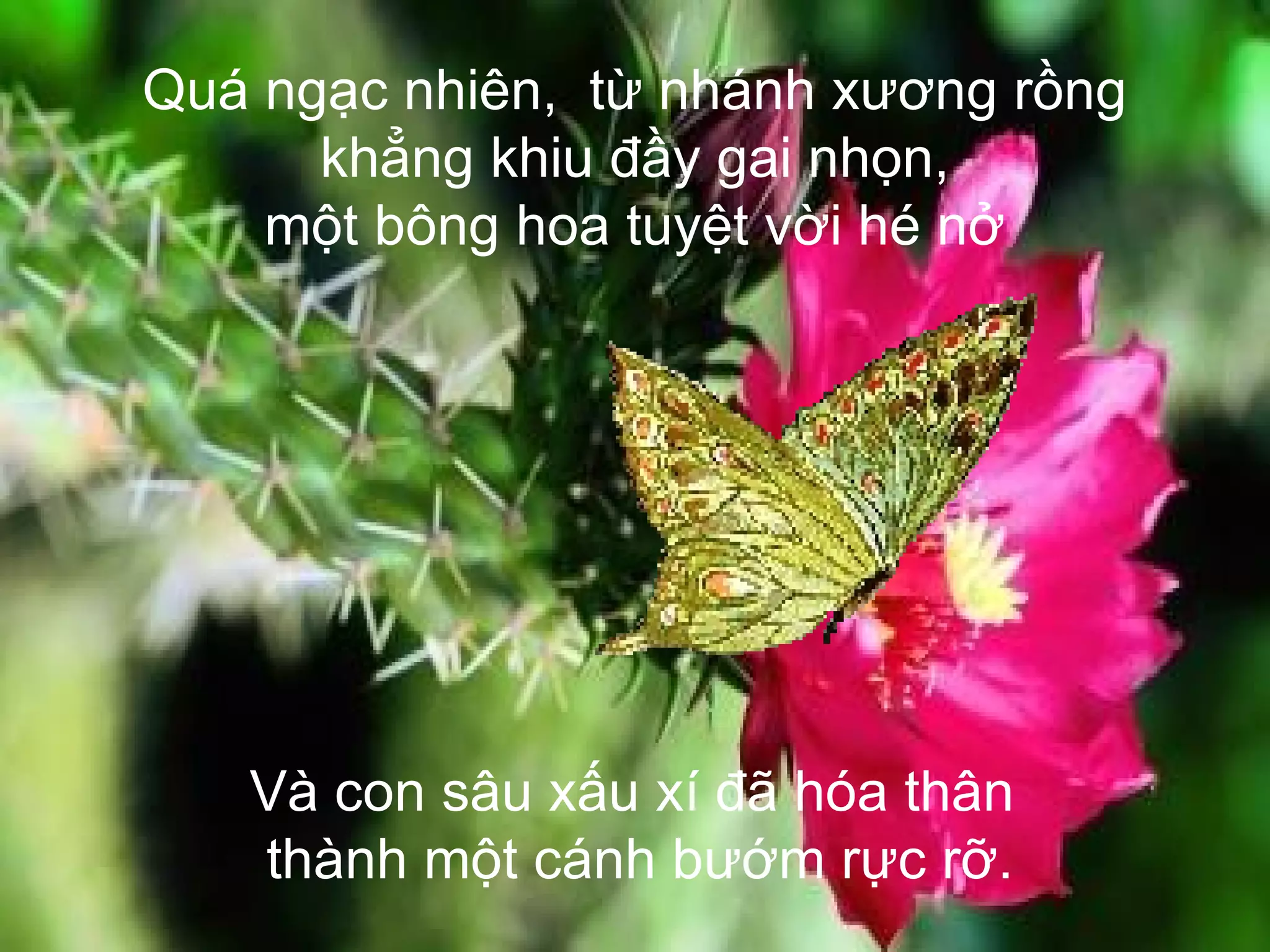 Quá ngạc nhiên,  từ nhánh xương rồng khẳng khiu đầy gai nhọn, một bông hoa tuyệt vời hé nở Và con sâu xấu xí đã hóa thân  thành một cánh bướm rực rỡ. 