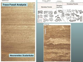 Neonereites Scalarituba Trace Fossil Analysis   