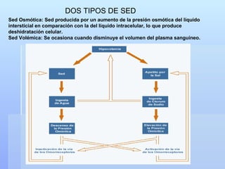 Sed Osmótica: Sed producida por un aumento de la presión osmótica del líquido intersticial en comparación con la del líquido intracelular, lo que produce deshidratación celular. Sed Volémica : Se ocasiona cuando disminuye el volumen del plasma sanguíneo. DOS TIPOS DE SED 