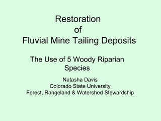 Restoration  of  Fluvial Mine Tailing Deposits The Use of 5 Woody Riparian Species Natasha Davis Colorado State University Forest, Rangeland & Watershed Stewardship 