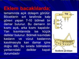 Eklem bacaklılarda;  tamamında açık dolaşım görülür. Böceklerin sırt tarafında kalp görevi yapan 7-10 bölmeli bir damar bulunur. Bu damarın ön kısmı açık, arka kısmı kapalıdır. Yan kısımlarında ise küçük delikler bulunur. Bölmeli kısımdaki kasların ve vücut kaslarının kasılmasıyla kan damar içine doğru itilir, bu sırada bölmelerin yanlarındaki delikler kapalı durumdadır 
