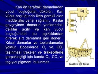 Kan ön taraftaki damarlardan vücut boşluğuna dökülür. Kan vücut boşluğunda iken gerekli olan madde alış verişi sağlanır.  Kaslar gevşeyince damarın yanlarındaki delikler açılır ve kan vücut boşluğundan bu açıklıklardan girerek sırt damarına geri döner.  Kılcal damarlar ve toplardamarlar yoktur. Böceklerde O 2  ve CO 2  taşınması trakeler  ve trakeollerle  gerçekleştiği için kanda O 2 , CO 2  ve taşıyıcı pigment  bulunmaz. 