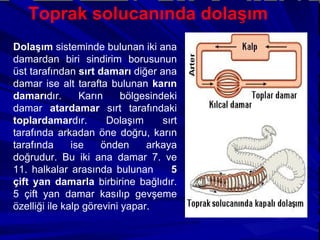 Dolaşım   sisteminde bulunan iki ana damardan biri sindirim borusunun üst tarafından  sırt damarı  diğer ana damar ise alt tarafta bulunan  karın damarı dır. Karın bölgesindeki damar  atardamar  sırt tarafındaki  toplardamar dır. Dolaşım sırt tarafında arkadan öne doğru, karın tarafında ise önden arkaya doğrudur. Bu iki ana damar 7. ve 11. halkalar arasında bulunan  5 çift yan damarla  birbirine bağlıdır. 5 çift yan damar kasılıp gevşeme özelliği ile kalp görevini yapar. Toprak solucanında dolaşım  