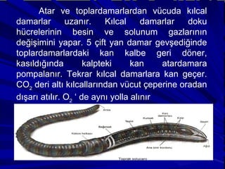 Atar ve toplardamarlardan vücuda kılcal damarlar uzanır. Kılcal damarlar doku hücrelerinin besin ve solunum gazlarının değişimini yapar. 5 çift yan damar gevşediğinde toplardamarlardaki kan kalbe geri döner, kasıldığında kalpteki kan atardamara pompalanır. Tekrar kılcal damarlara kan geçer. CO 2  deri altı kılcallarından vücut çeperine oradan dışarı atılır. O 2  ‘ de aynı yolla alınır . 