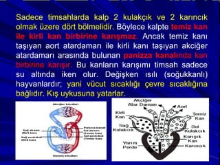 Sadece timsahlarda kalp 2 kulakçık ve 2 karıncık olmak üzere dört bölmelidir.  Böylece kalpte  temiz kan ile kirli kan birbirine karışmaz.  Ancak temiz kanı taşıyan aort atardamarı ile kirli kanı taşıyan akciğer atardamarı arasında bulunan  panizza kanalı nda kan birbirine karışır.  Bu kanların karışımı timsah sadece su altında iken olur. Değişken ısılı (soğukkanlı) hayvanlardır;  yani vücut sıcaklığı çevre sıcaklığına bağlıdır. Kış uykusuna yatarlar. 