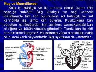 Kuş ve Memelilerde:  Kalp iki kulakçık ve iki karıncık olmak üzere dört odacığa sahiptir. Sağ kulakçık ve sağ karıncık kısımlarında kirli kan bulunurken sol kulakçık ve sol karıncıkta ise temiz kan bulunur. Kulakçıklara kan vücuttan ve akciğerden kan gelirken, karıncıklardaki kan akciğere ve bütün vücuda gönderilir. Temiz kan ile kirli kan birbirine karışmaz. Bu nedenle vücut sıcaklıkları sabit olup sıcakkanlı hayvanlardır. Kış uykusuna da yatmazlar.  