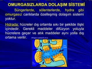 OMURGASIZLARDA DOLAŞIM SİSTEMİ Süngerlerde, sölenterlerde, hydra gibi omurgasız  canlılarda özelleşmiş dolaşım sistemi yoktur.  Hidrada;   hücreler dış ortamla sıkı bir şekilde ilişki içindedir. Gerekli maddeler difüzyon yoluyla hücrelere geçer ve atık maddeler aynı yolla dış ortama verilir.  