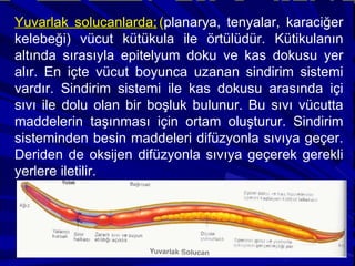 Yuvarlak solucanlarda; ( planarya, tenyalar, karaciğer kelebeği) vücut kütükula ile örtülüdür. Kütikulanın altında sırasıyla epitelyum doku ve kas dokusu yer alır. En içte vücut boyunca uzanan sindirim sistemi vardır. Sindirim sistemi ile kas dokusu arasında içi sıvı ile dolu olan bir boşluk bulunur. Bu sıvı vücutta maddelerin taşınması için ortam oluşturur. Sindirim sisteminden besin maddeleri difüzyonla sıvıya geçer. Deriden de oksijen difüzyonla sıvıya geçerek gerekli yerlere iletilir. 