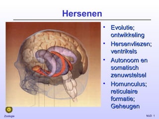 Hersenen ,[object Object],[object Object],[object Object],[object Object]