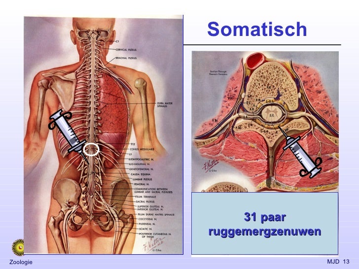 Hersenen Hersenen