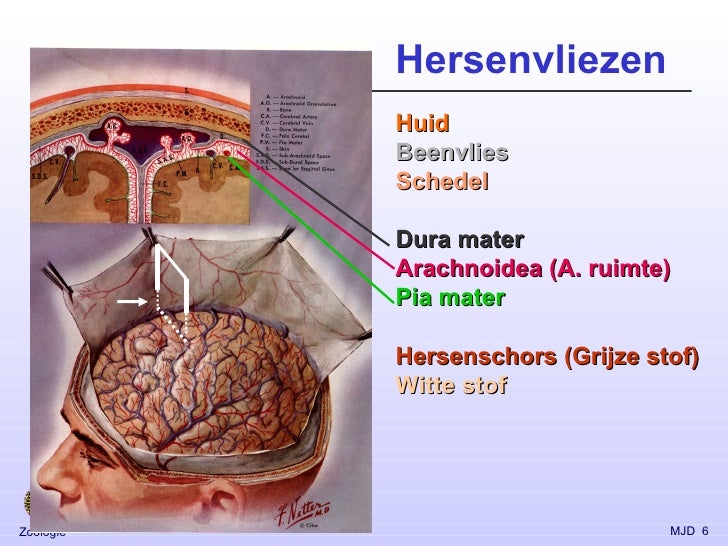vis hersenen