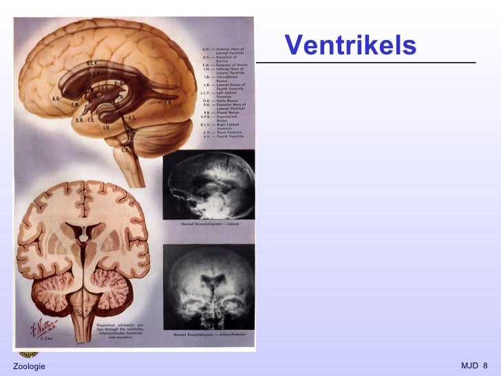 witte stof hersenen DrBeckmann