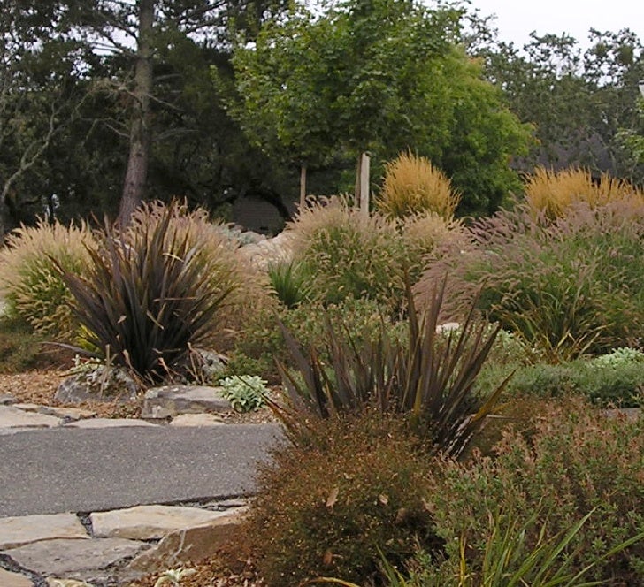 Mediterranean garden with grasses